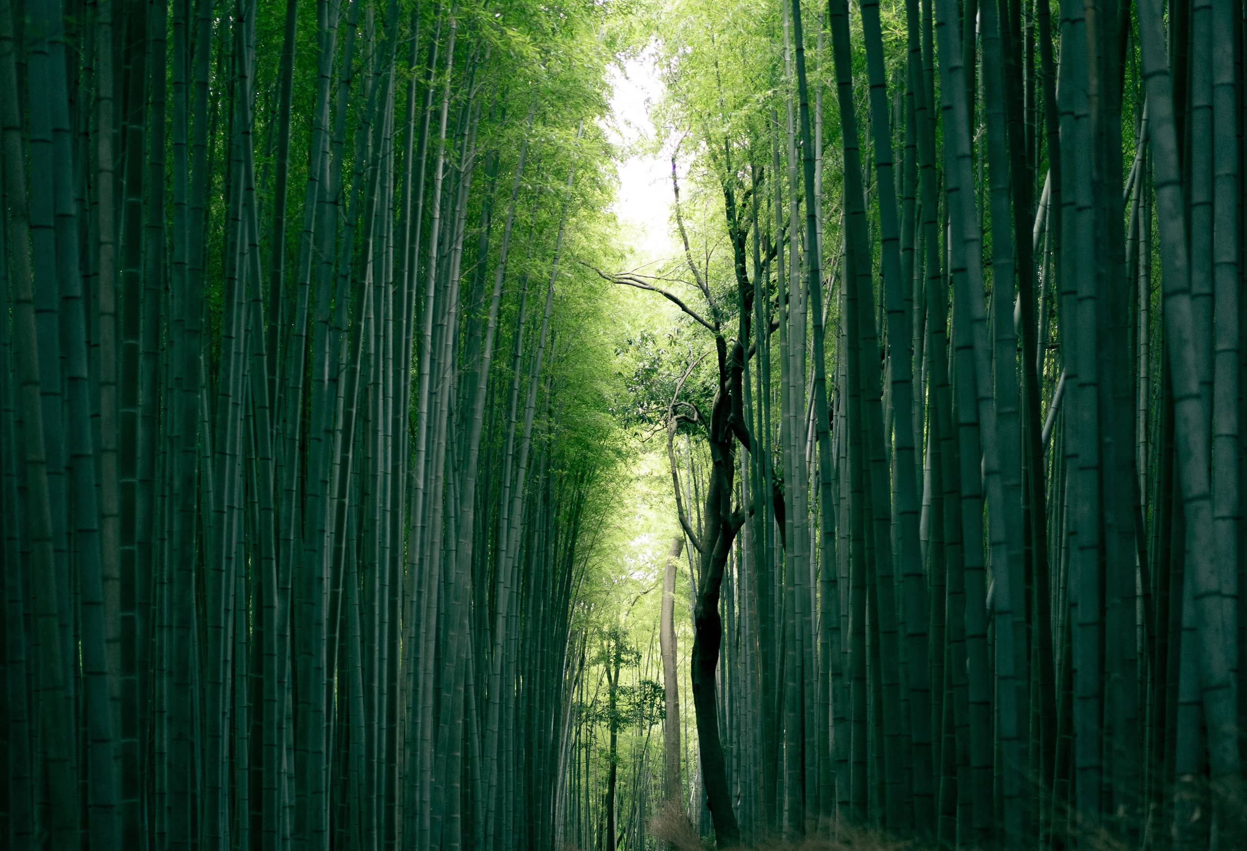 Japan travel tours with MW Tours: Bamboo Japan.