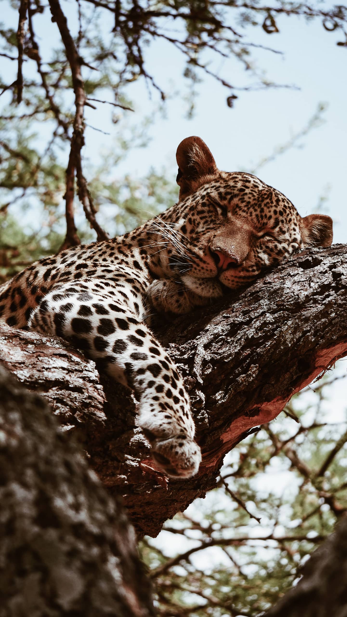 Tanzania travel tours with MW Tours: Cheetah in a tree, Tanzania.