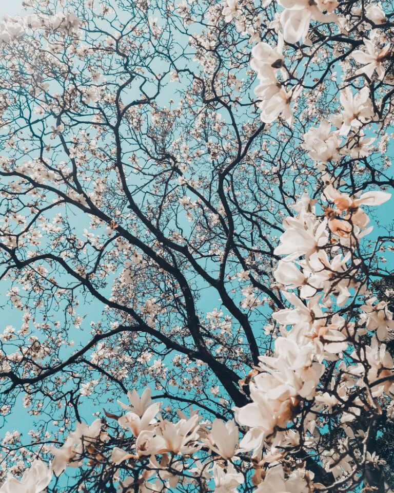 Gotemba Peace Park Cherry Blossom and Garden Japan tours