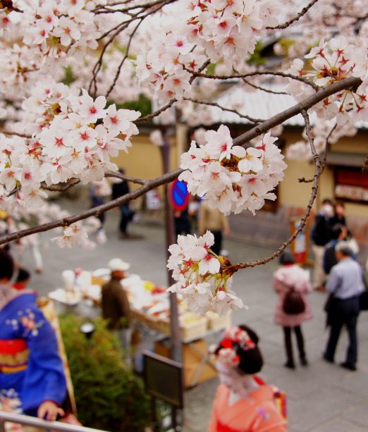 Cherry Blossom Tour Japan
