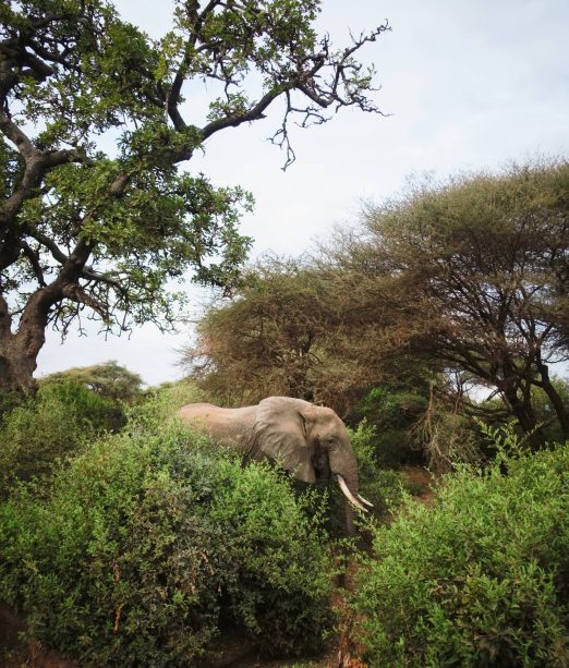 Elephant Lake Manyara Tanzania