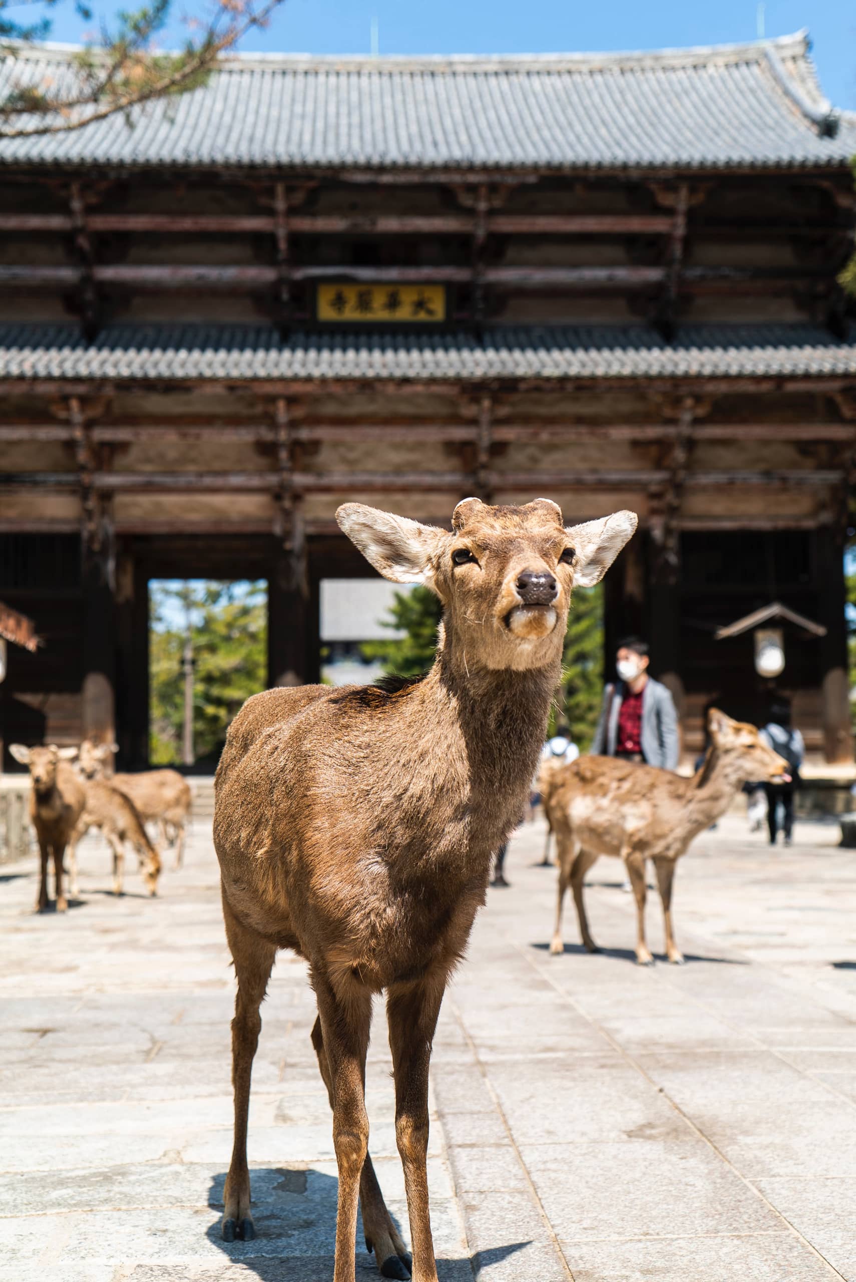 Japan travel tours with MW Tours: Deer Forrest, Nara Japan.