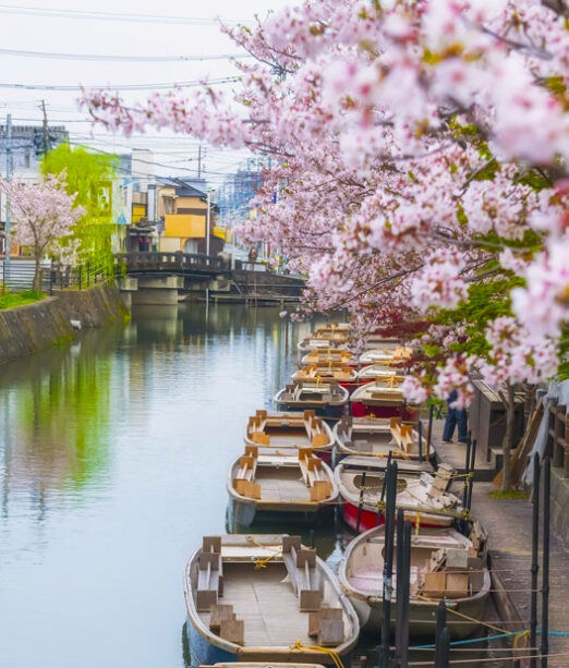 Cherry Blossom Tour Japan in full bloom in Tokyo Japan. Japan Tours to with MW Tours.
