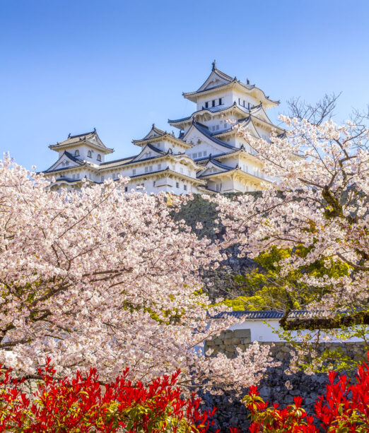 Cherry Blossom Season in Osaka, Osaka Castle - tours from Australia