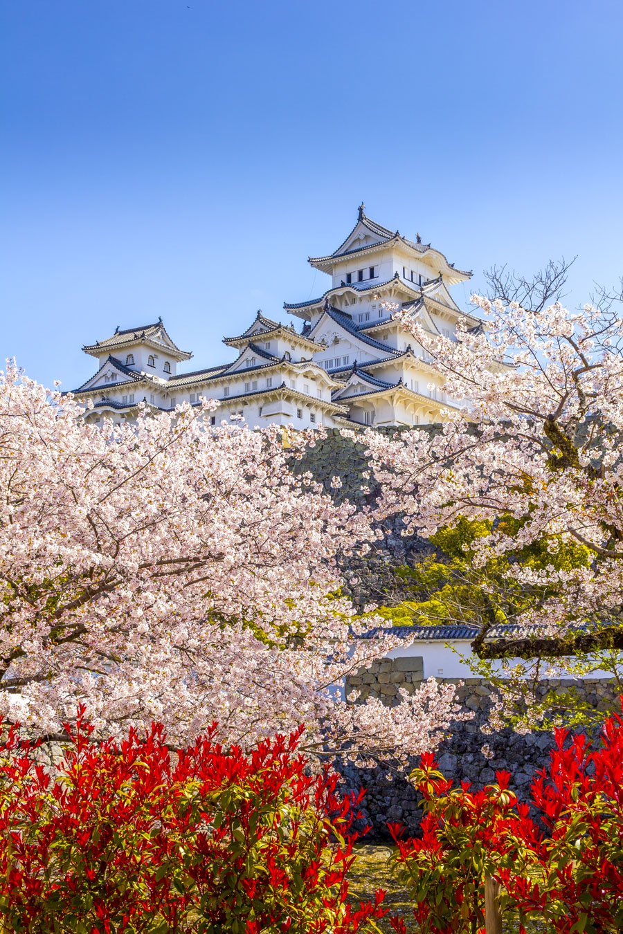 Cherry Blossom Season in Osaka, Osaka Castle