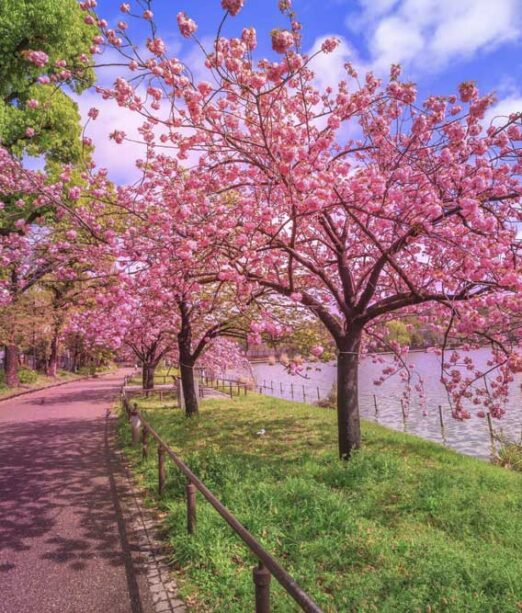 Cherry blossom Japan, in full bloom in Tokyo Japan. Japan Tours to with MW Tours.