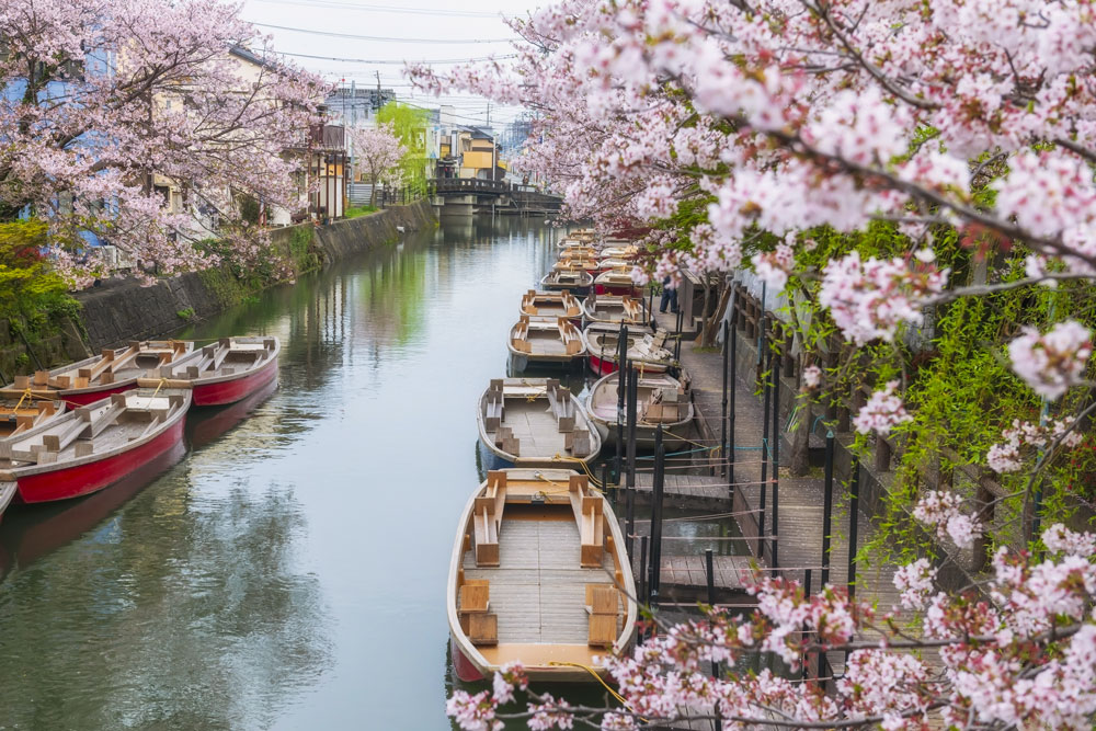 Cherry Blossoms in full bloom in Tokyo Japan. Japan Tours to with MW Tours.