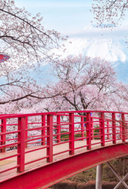 Japan Cherry Blossom 2026 Tour