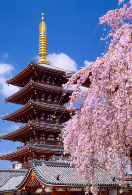 Cherry Blossom Tour Japan, from Australia 2027