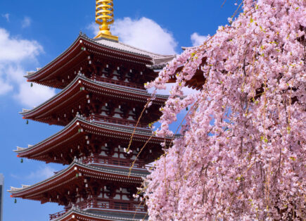 Cherry Blossom Tour from Australia 2027