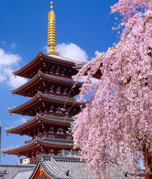 Cherry Blossom Tour Japan, from Australia 2027
