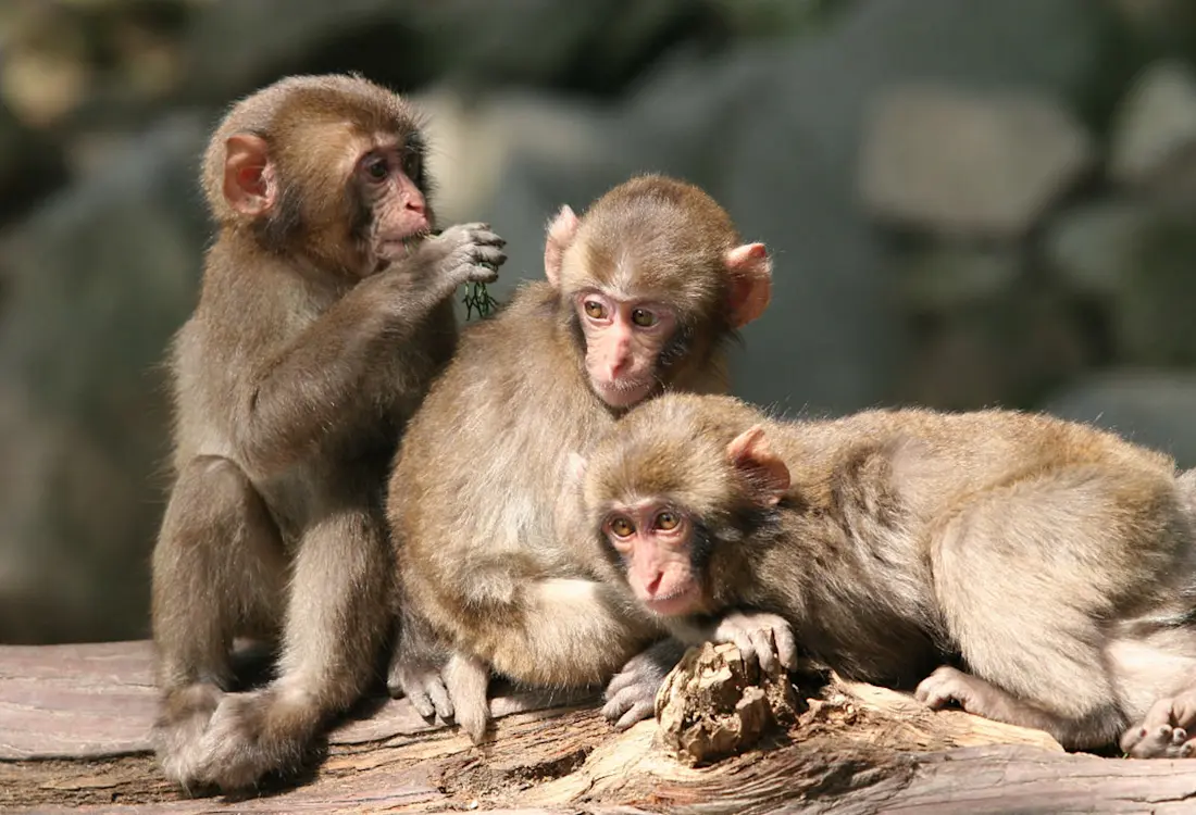 In the northwest of Oita, Mt. Takasaki is home to over 1,200 wild Japanese macaques that freely roam the hills.