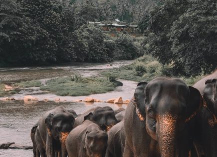 Sri Lanka travel tours with MW Tours: Elephants, Sri Lanka.