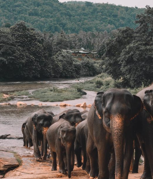 Sri Lanka travel tours with MW Tours: Elephants, Sri Lanka.