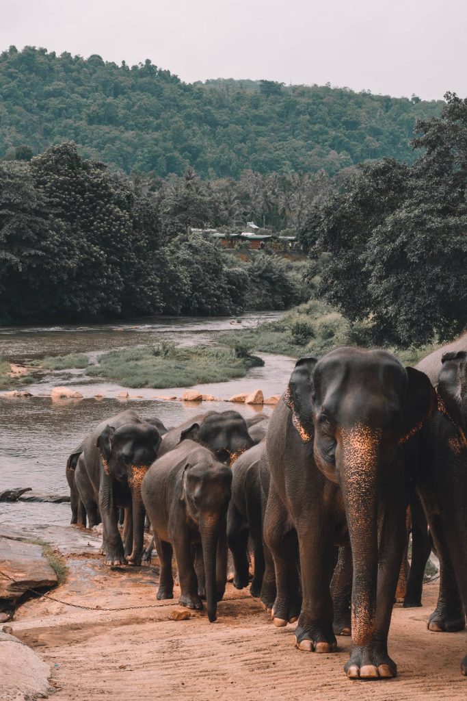Sri Lanka travel tours with MW Tours: Elephants, Sri Lanka.