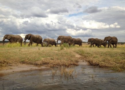 Chobe National Park Africa Tours