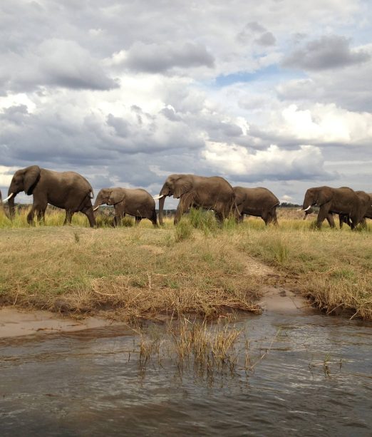 Chobe National Park Africa Tours