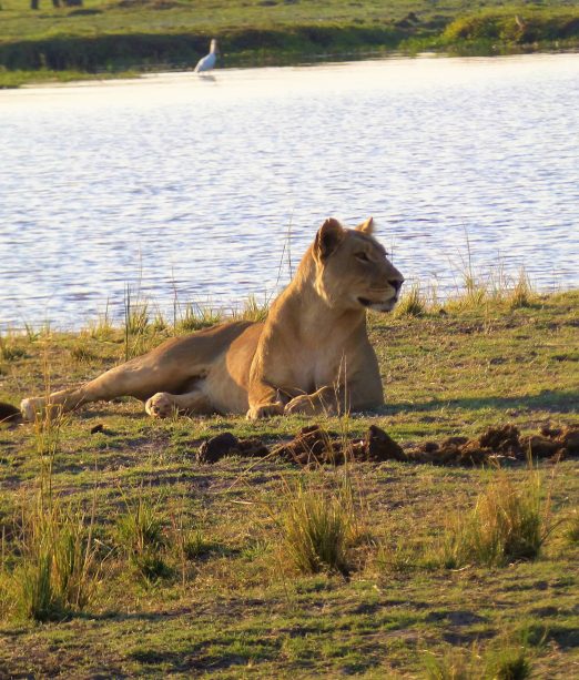 Chobe National Park Africa Tours