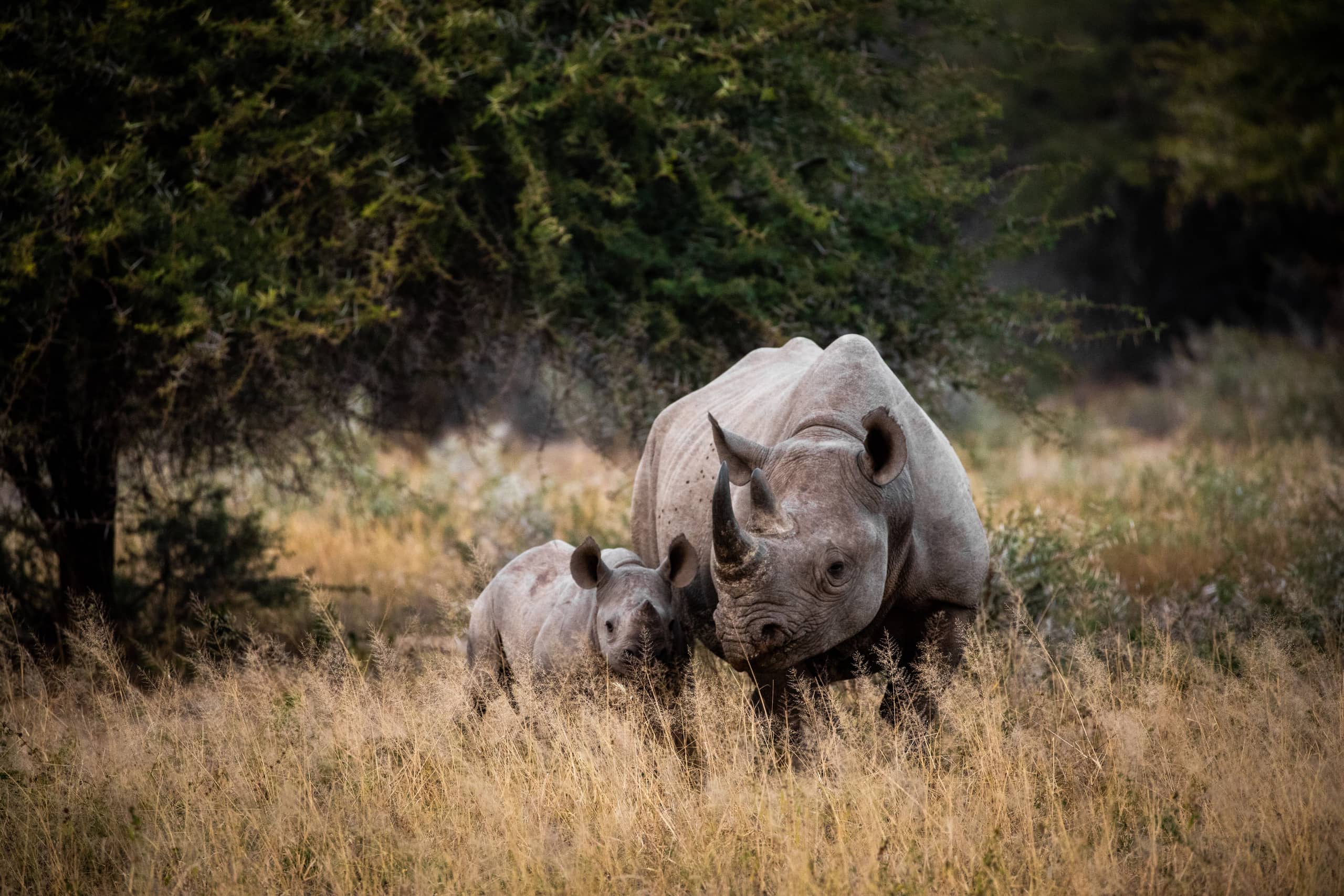 Kruger National Park Tours