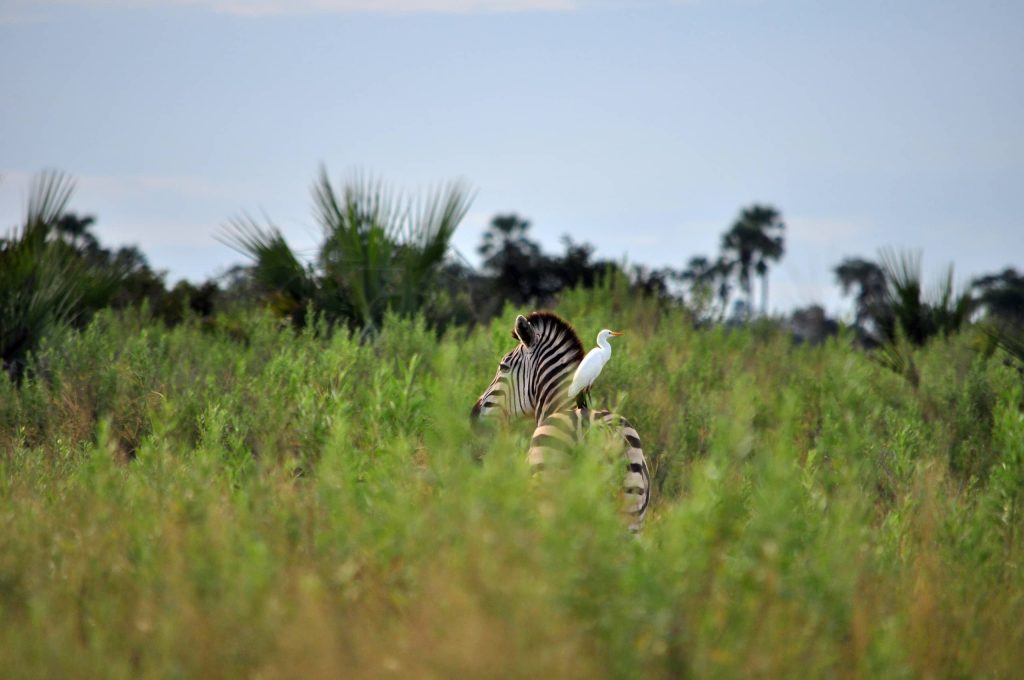 Moremi Game Reserve Africa Tours