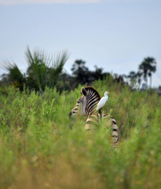 Moremi Game Reserve Africa Tours