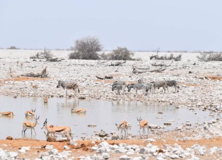 Waterhole Etosha National Park Namibia