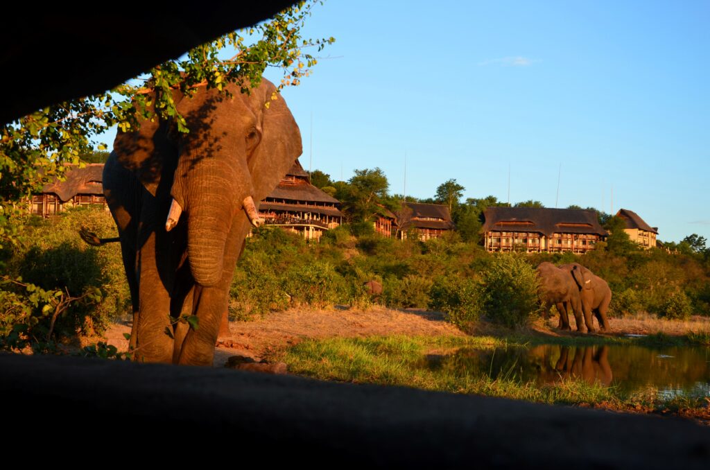 African Safari Tours