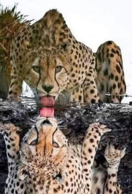 South Africa Safari - Cheetah at waterhole
