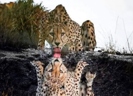 South Africa Safari - Cheetah at waterhole