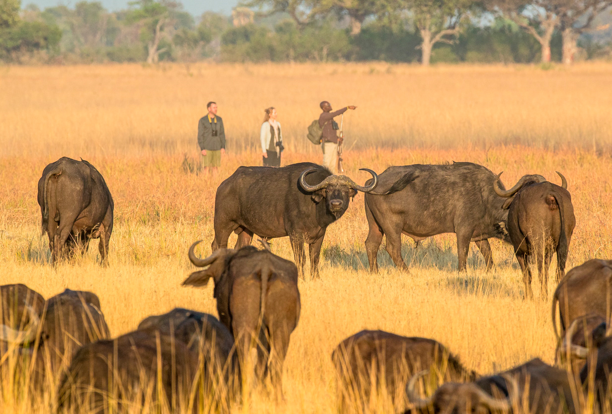 Guided Bush Walk: Get close to the African bush & wildlife with experienced guides.