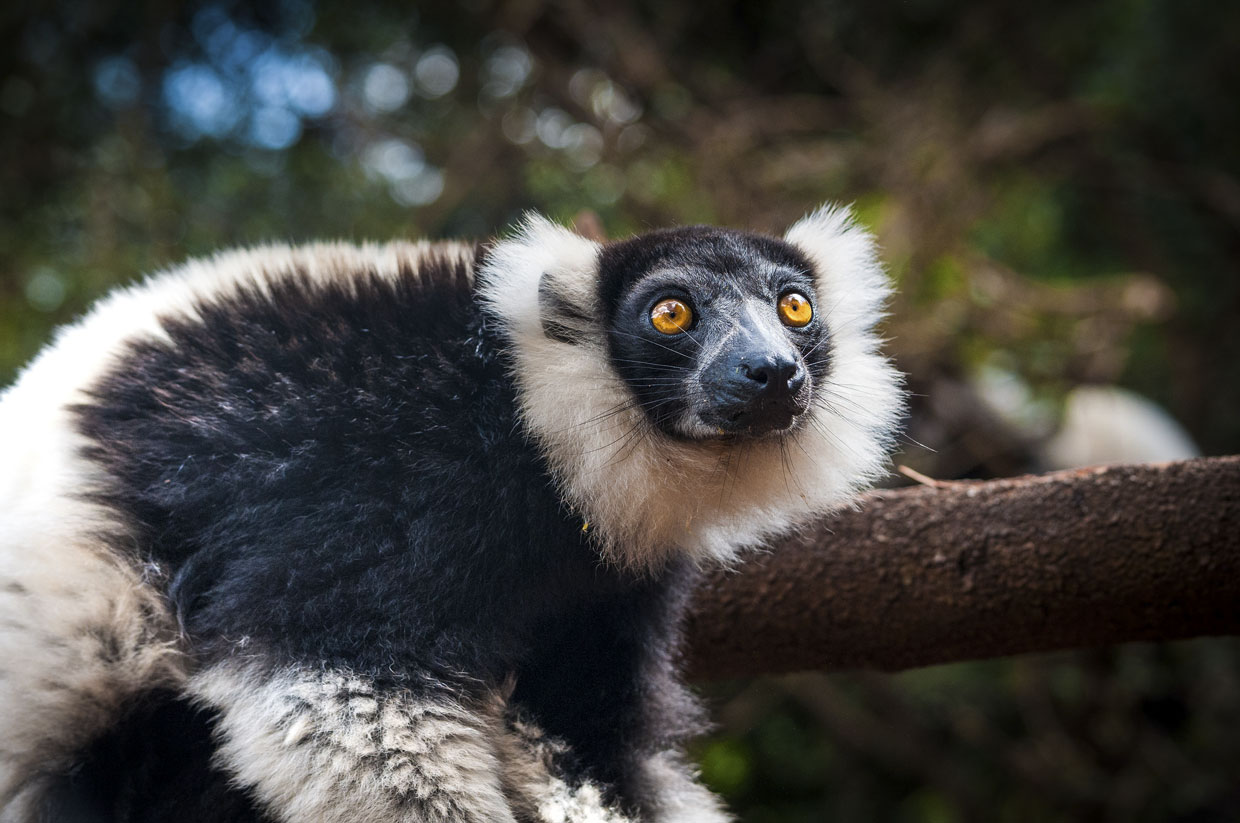 Madagascar wildlife - Lemur