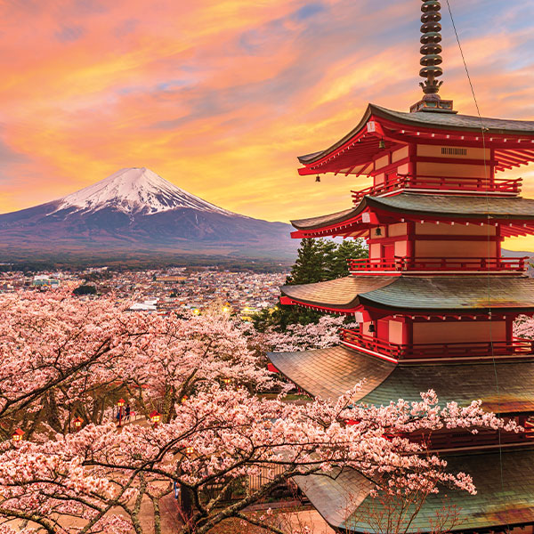 Cherry Blossom Japan