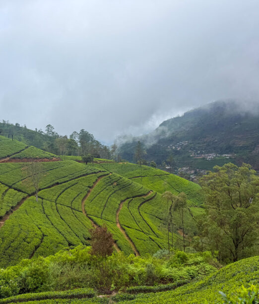 Tea Plantation Tour