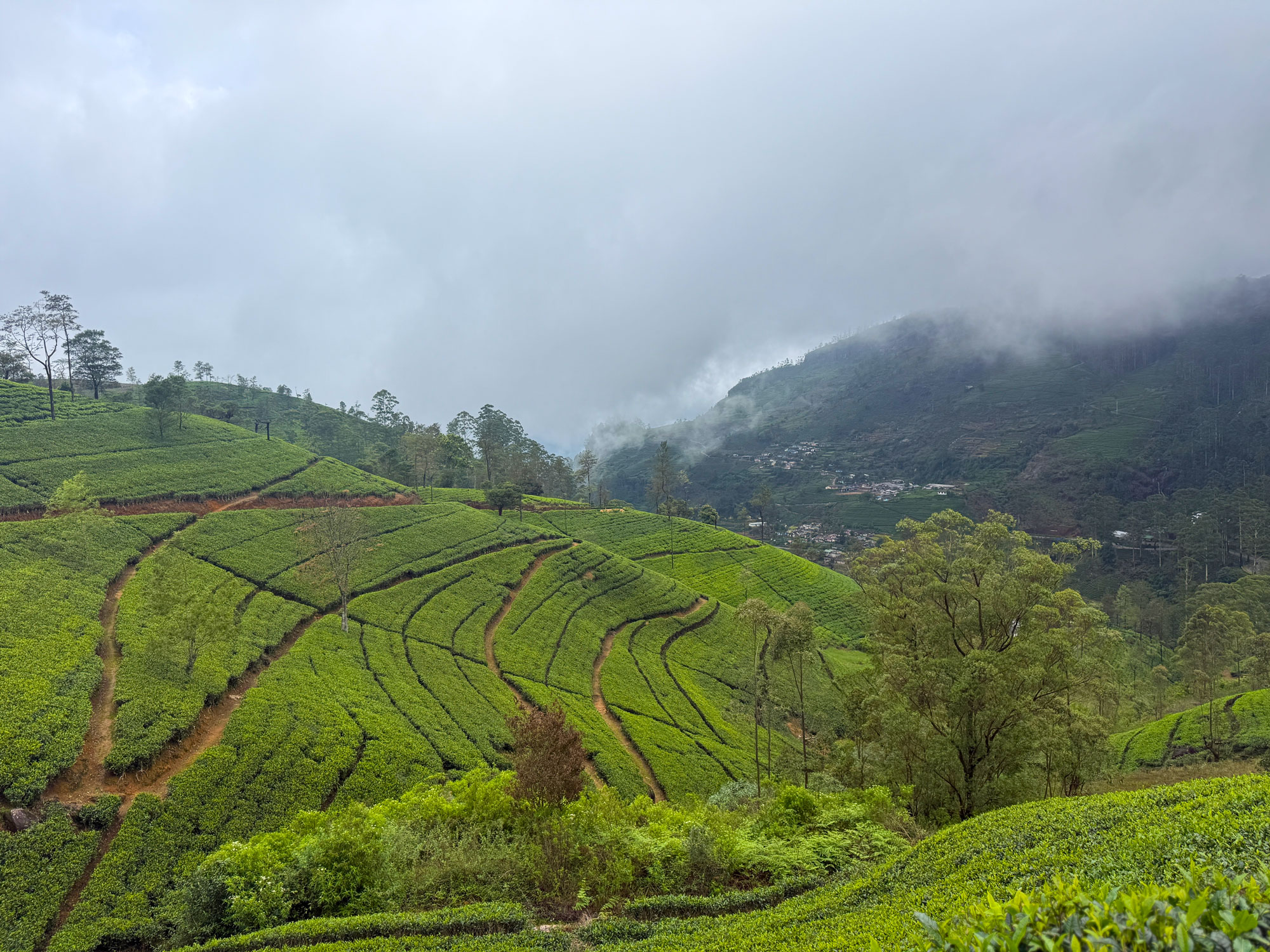 Tea Plantation Tour