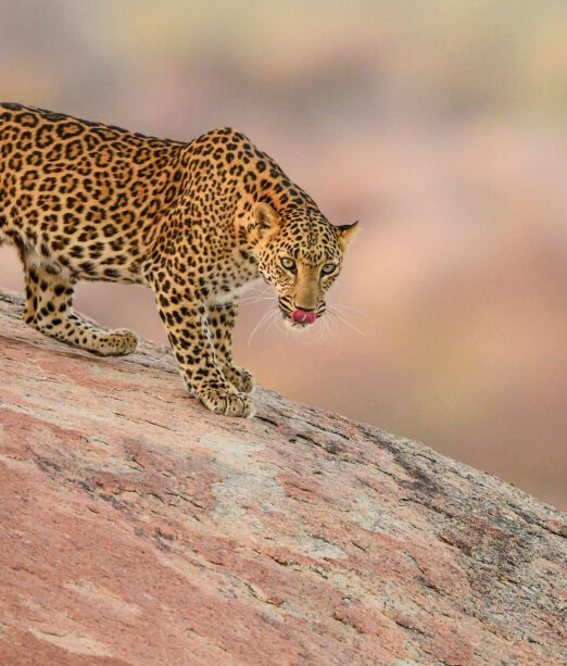 Leopard Jawai